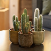 Le Cactus avec cache pot