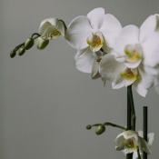 L'Orchidée blanche