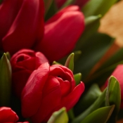 Botte de tulipes rouges