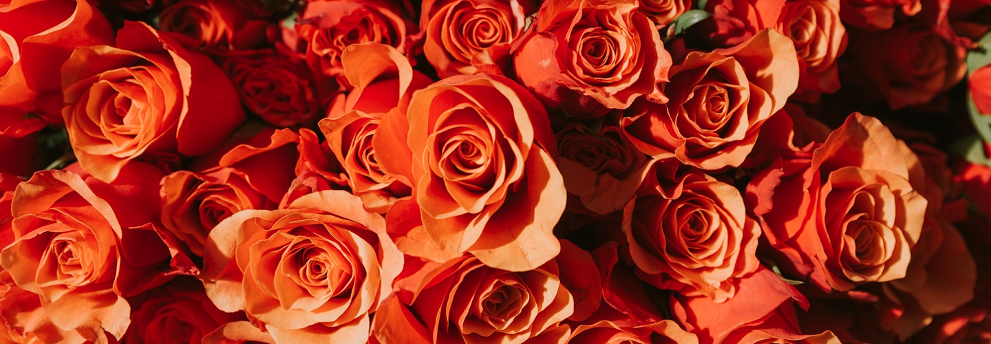 Bouquets de roses oranges