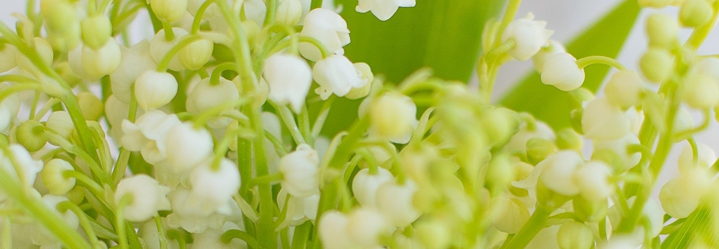 Nos bouquets de muguet