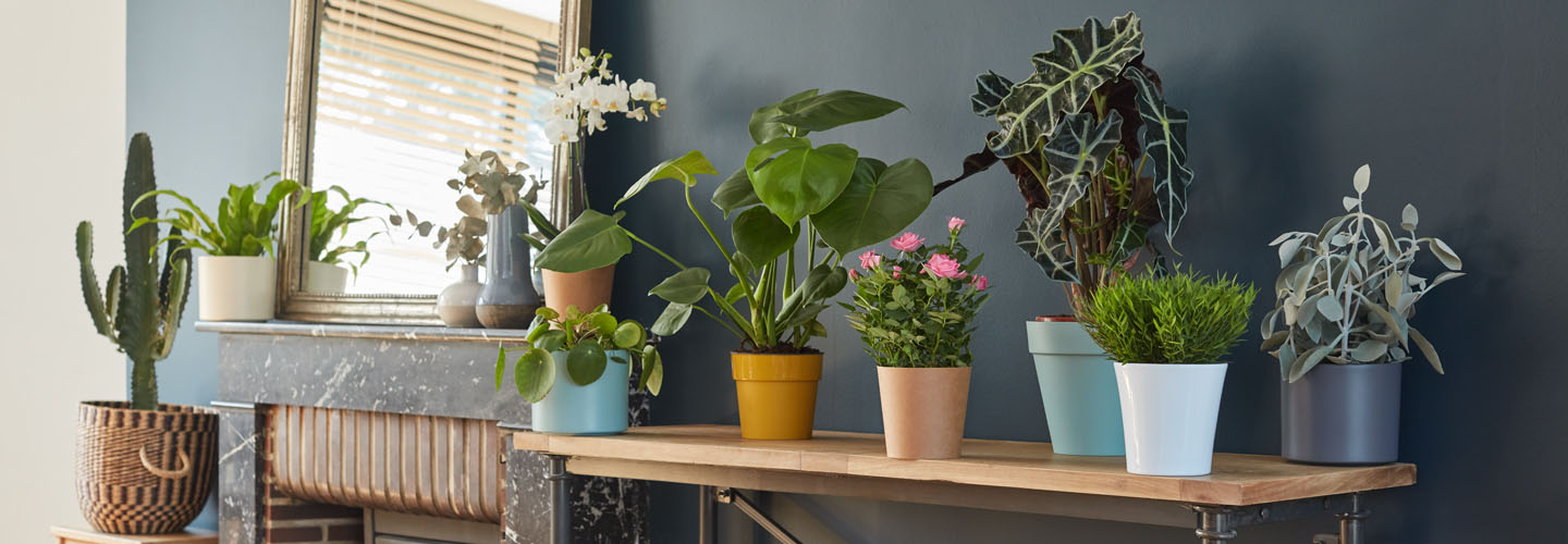 Plantes