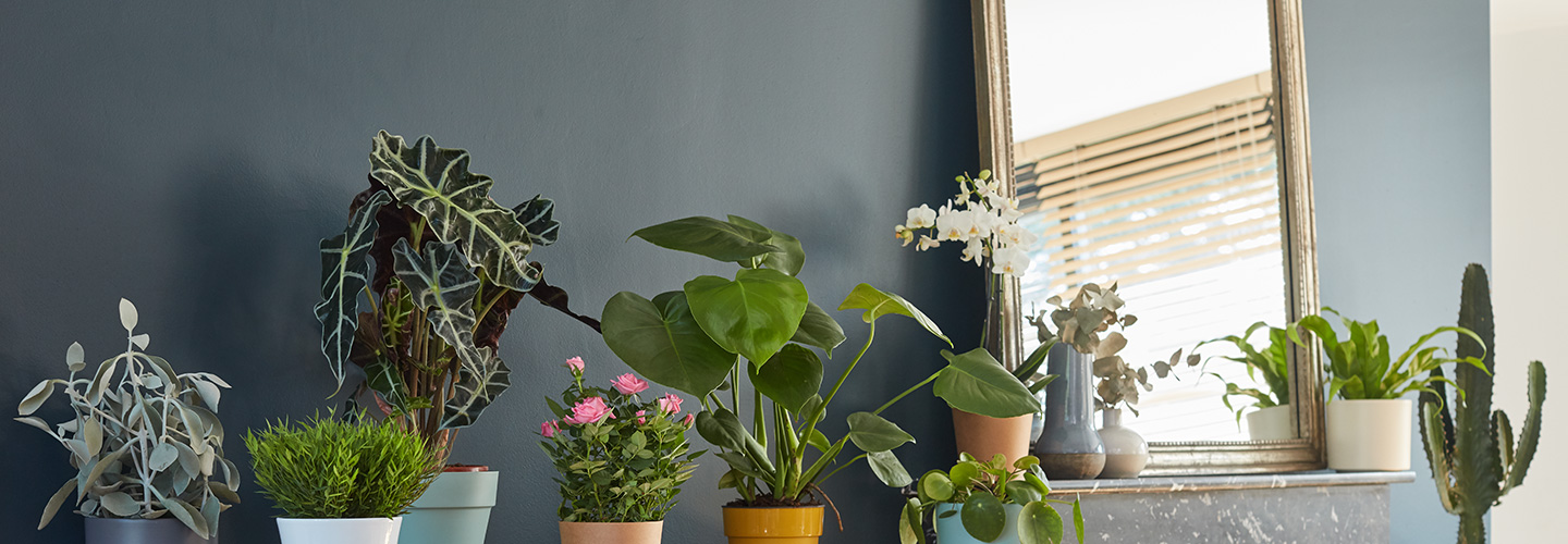 Plantes d'intérieur, une décoration vivante chez soi