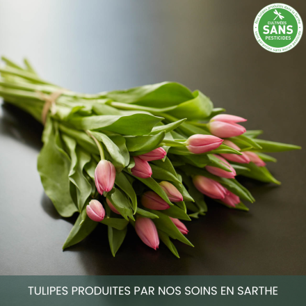 Botte de tulipes roses