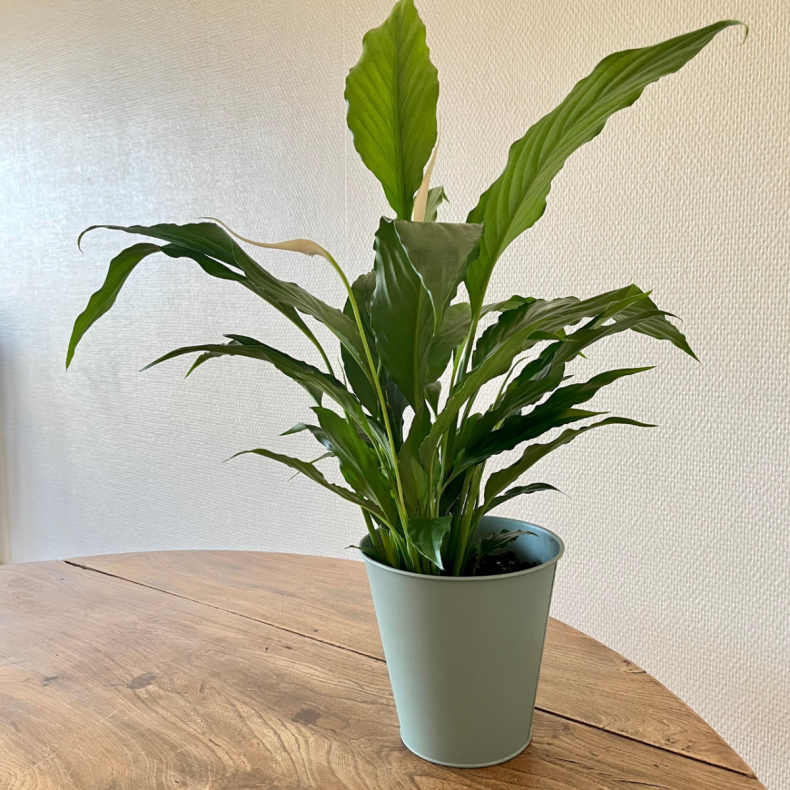 Marcus, le Spathiphyllum