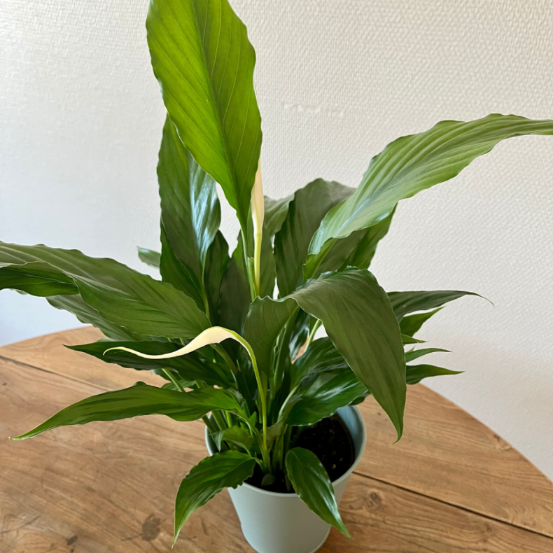 Marcus, le Spathiphyllum