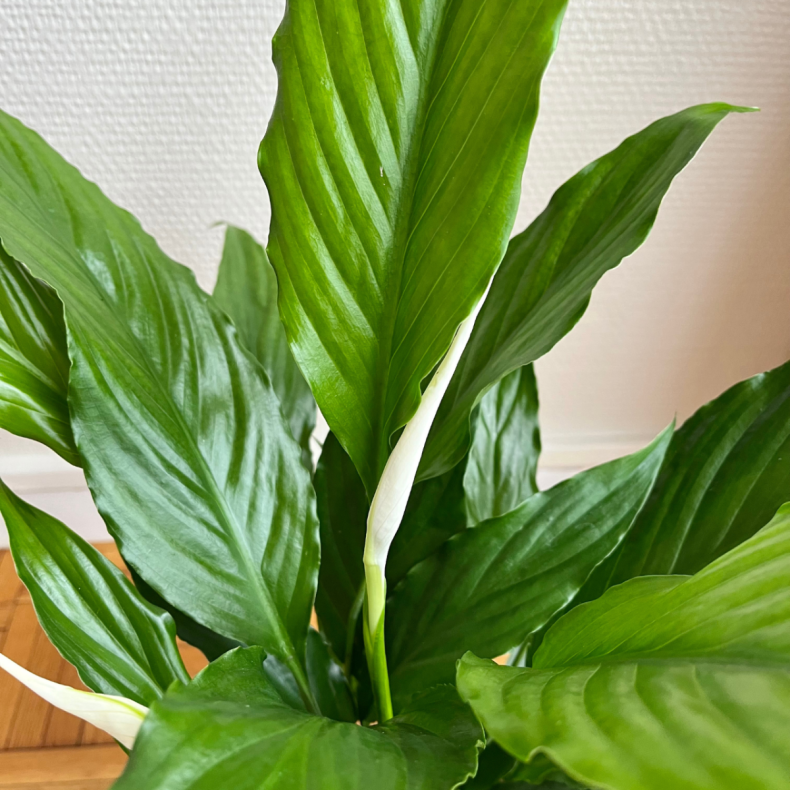 Marcus, le Spathiphyllum