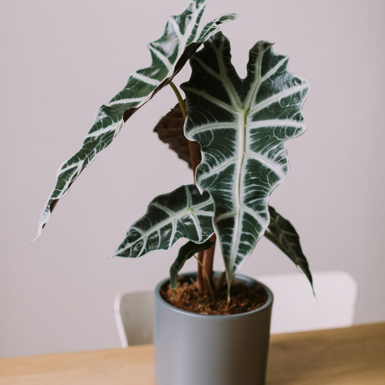 L'Alocasia