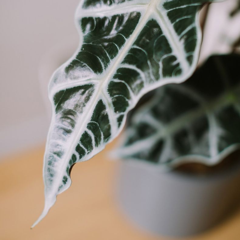 L'Alocasia