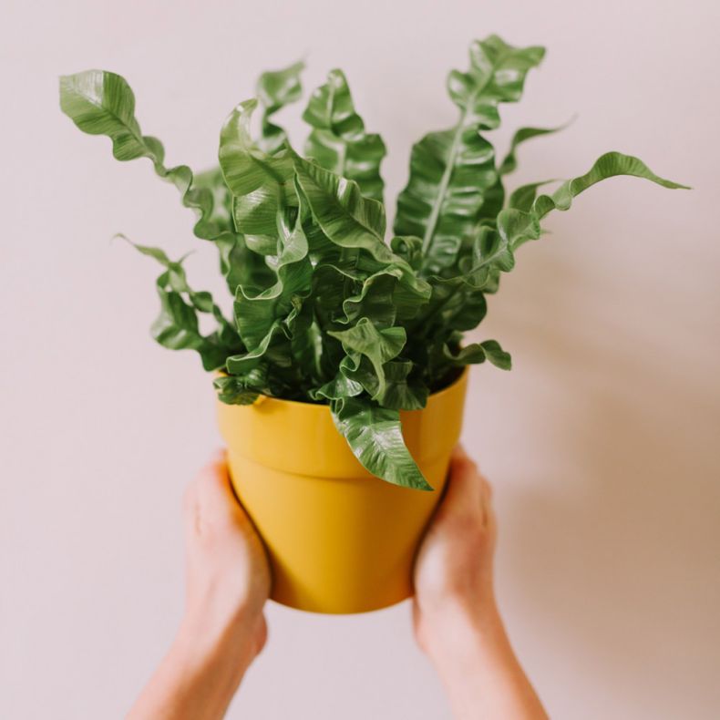 Albert, l'Asplenium 