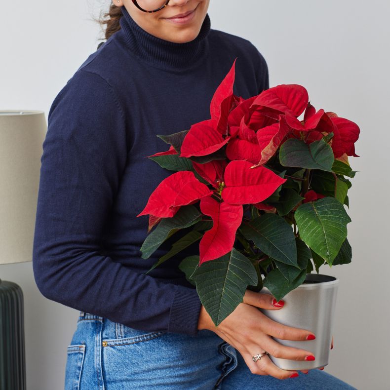 Hugues, le Poinsettia