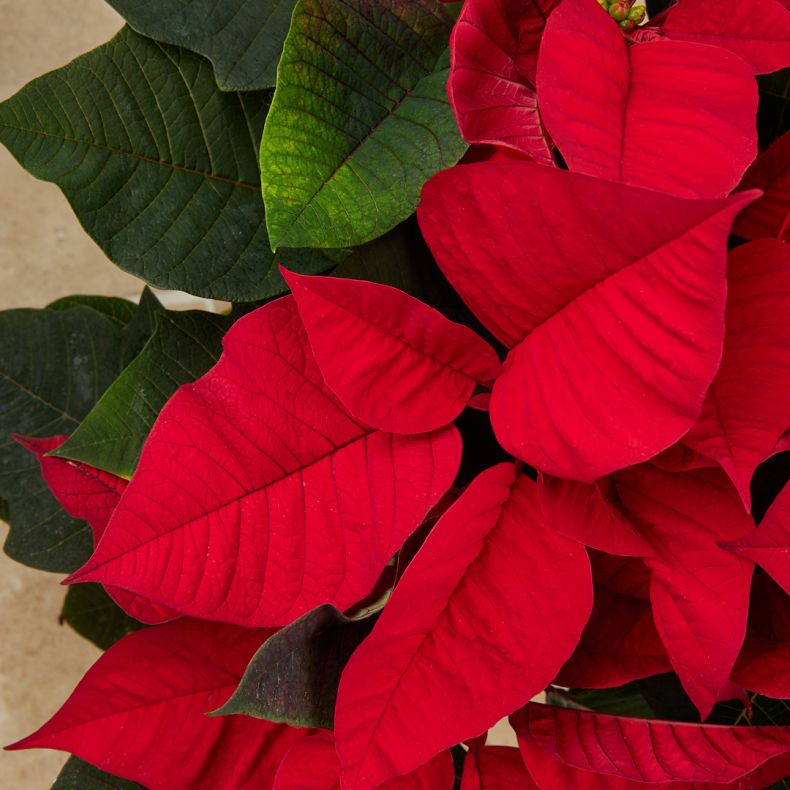 Hugues, le Poinsettia