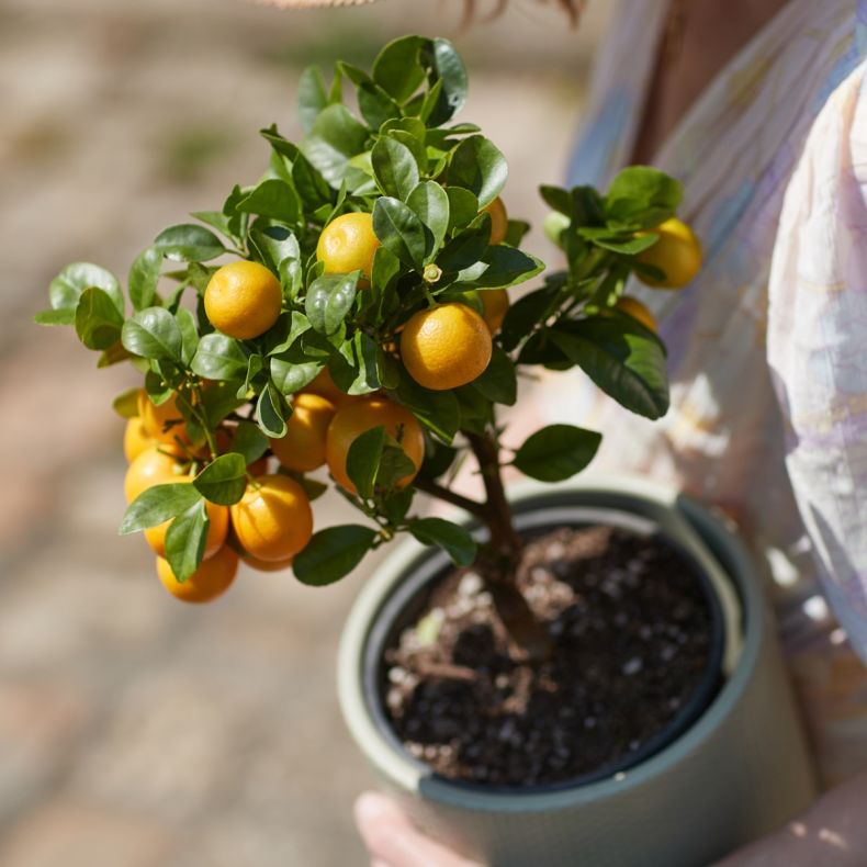 Marcel, le Calamondin