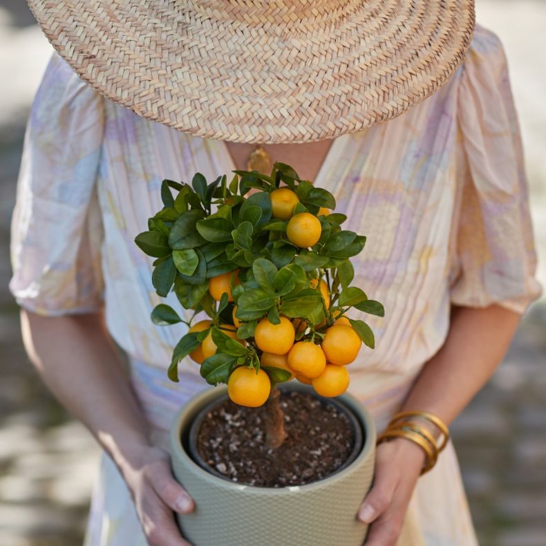 Marcel, le Calamondin