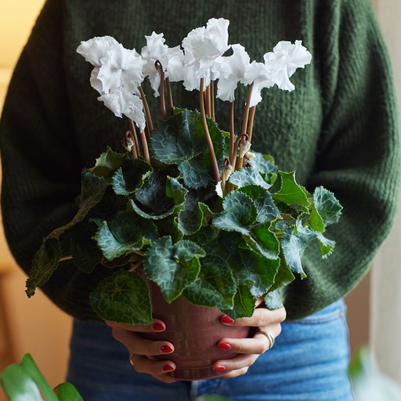 Martin, le Cyclamen