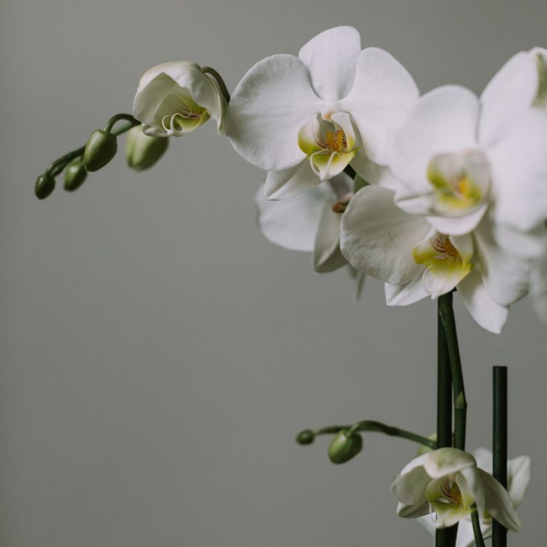 Colombe, l'Orchidée blanche