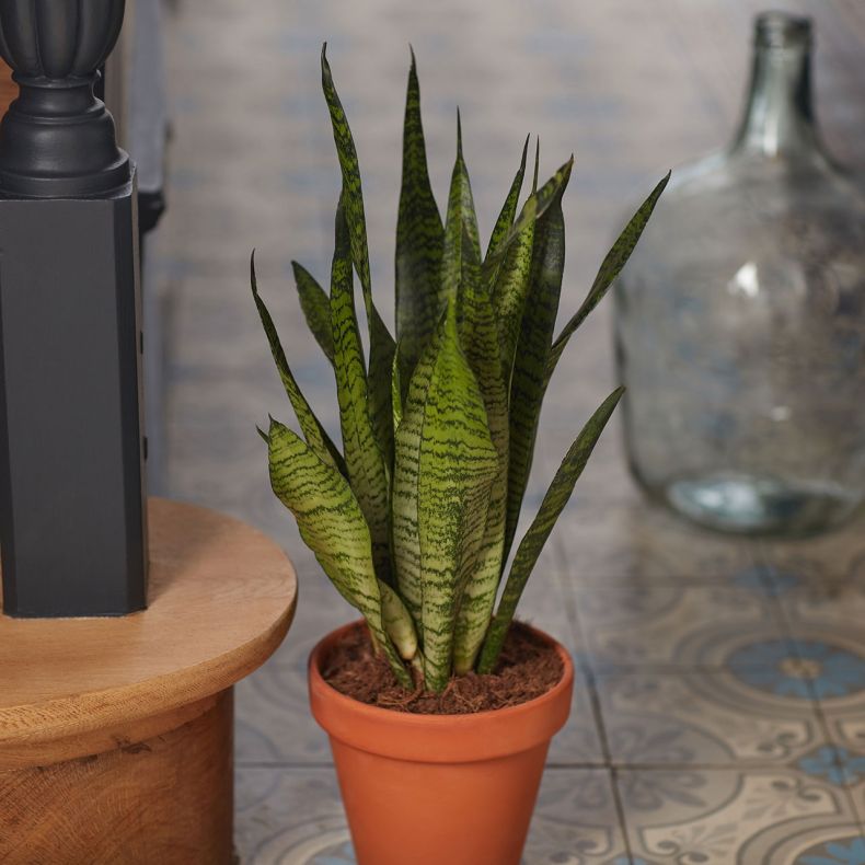 Hector, le Sansevieria