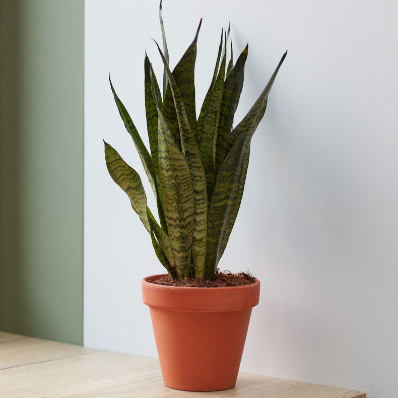 Hector, le Sansevieria