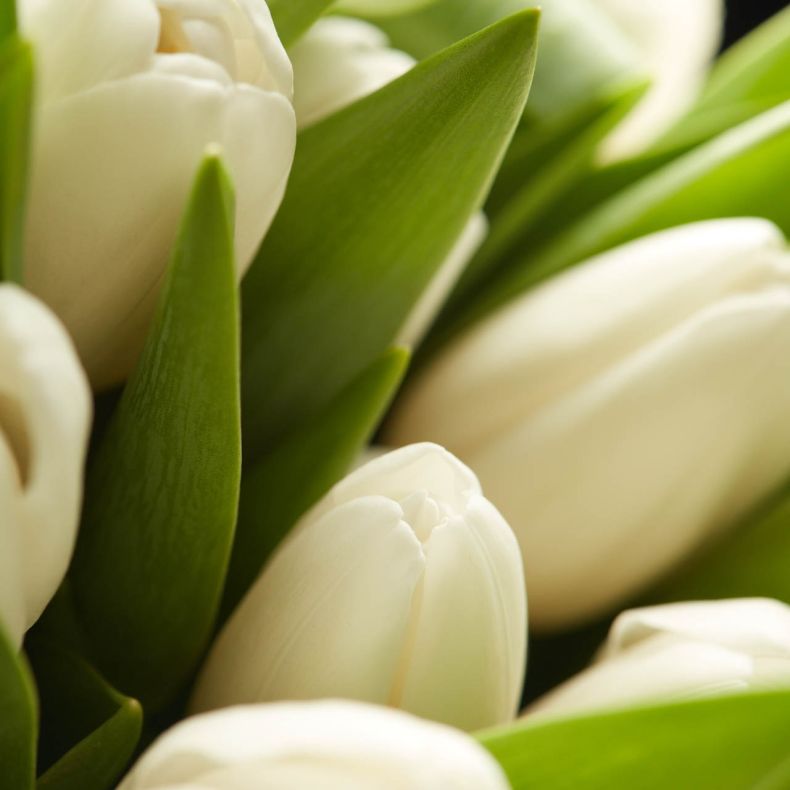 Botte de tulipes blanches