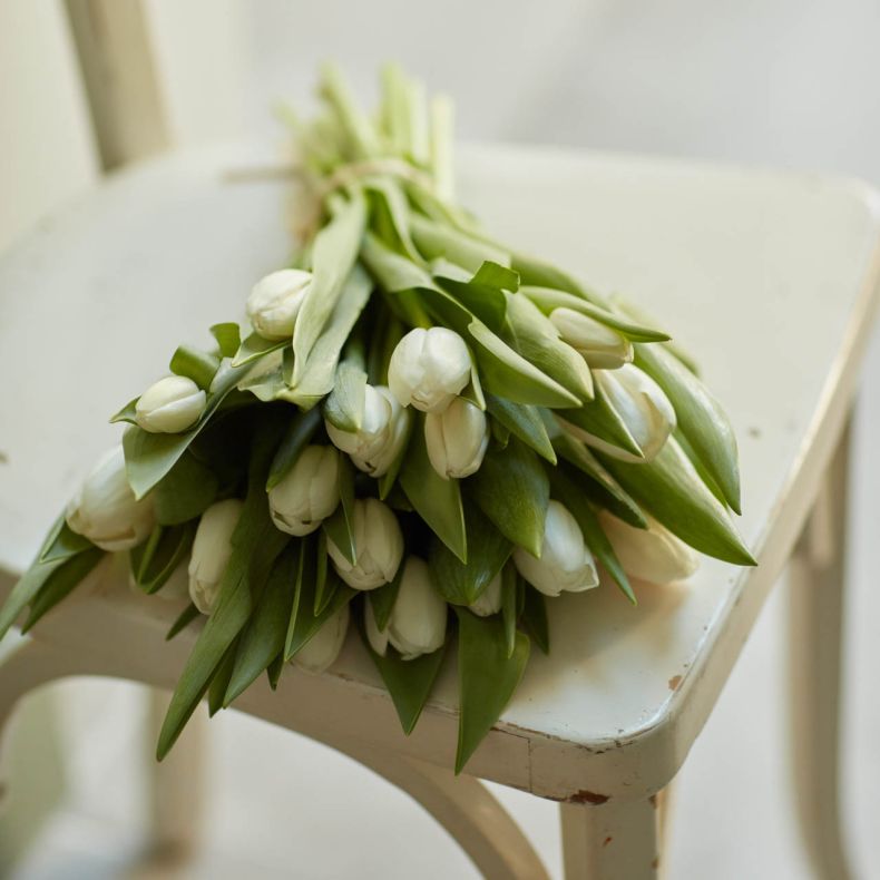 Botte de tulipes blanches