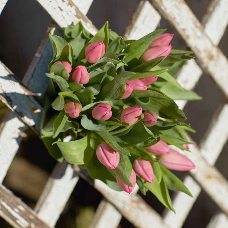 Botte de tulipes roses