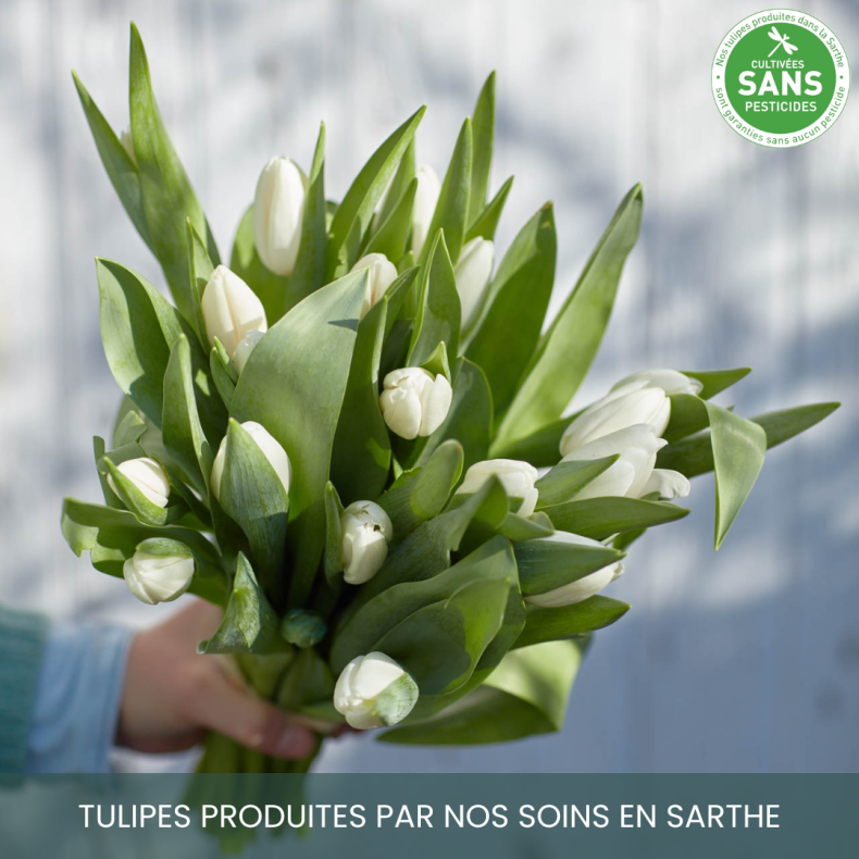 Botte de tulipes blanches
