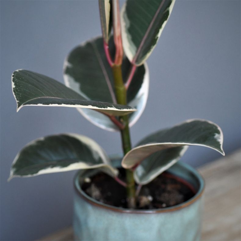 Le Ficus Belga