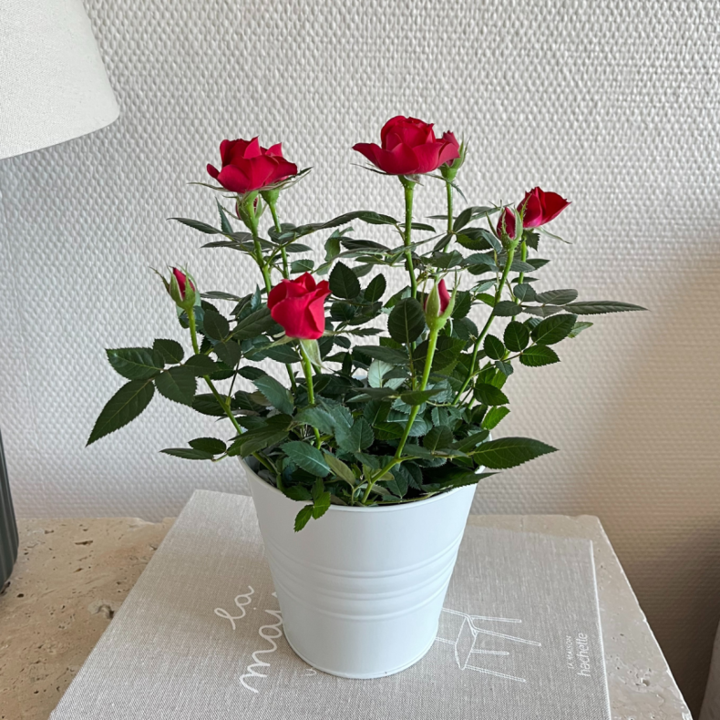 Aurore, le Petit Rosier Rouge