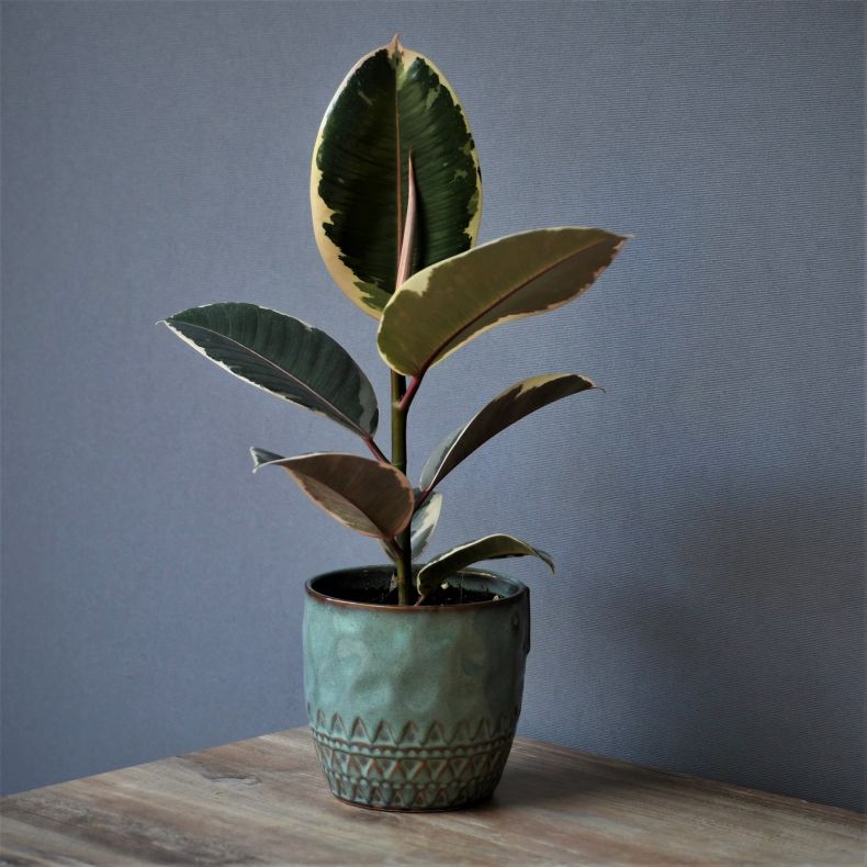 Le Ficus Belga