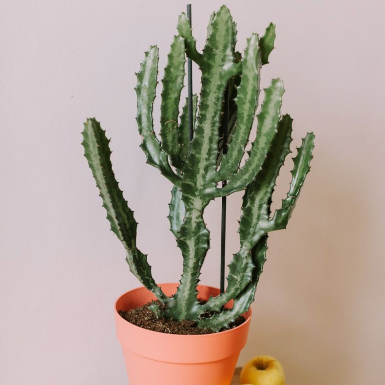 L'Euphorbia