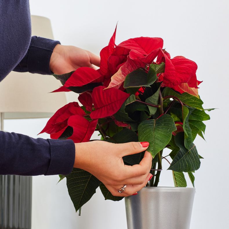 Hugues, le Poinsettia