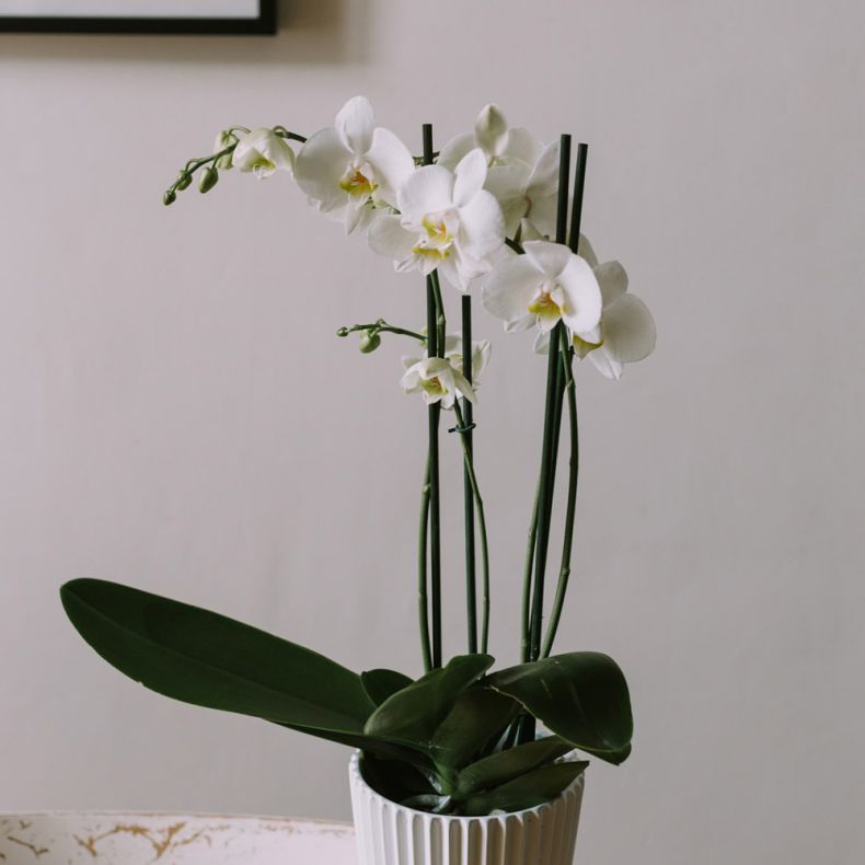 Colombe, l'Orchidée blanche