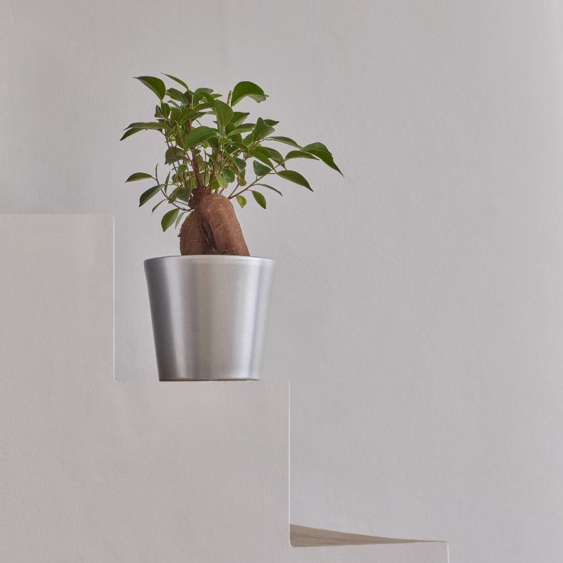 Victor, le ficus