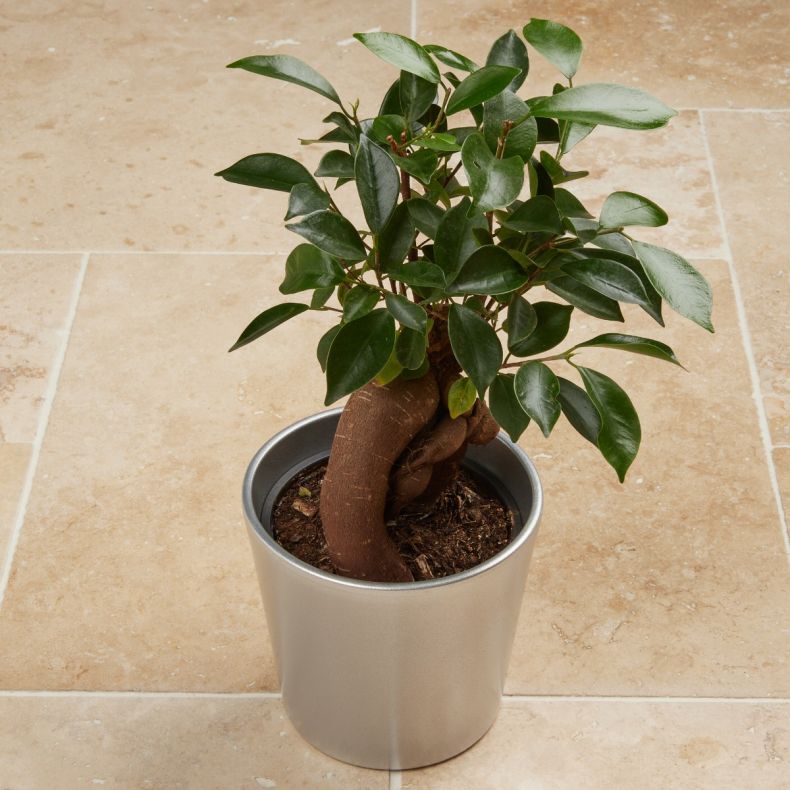 Victor, le ficus
