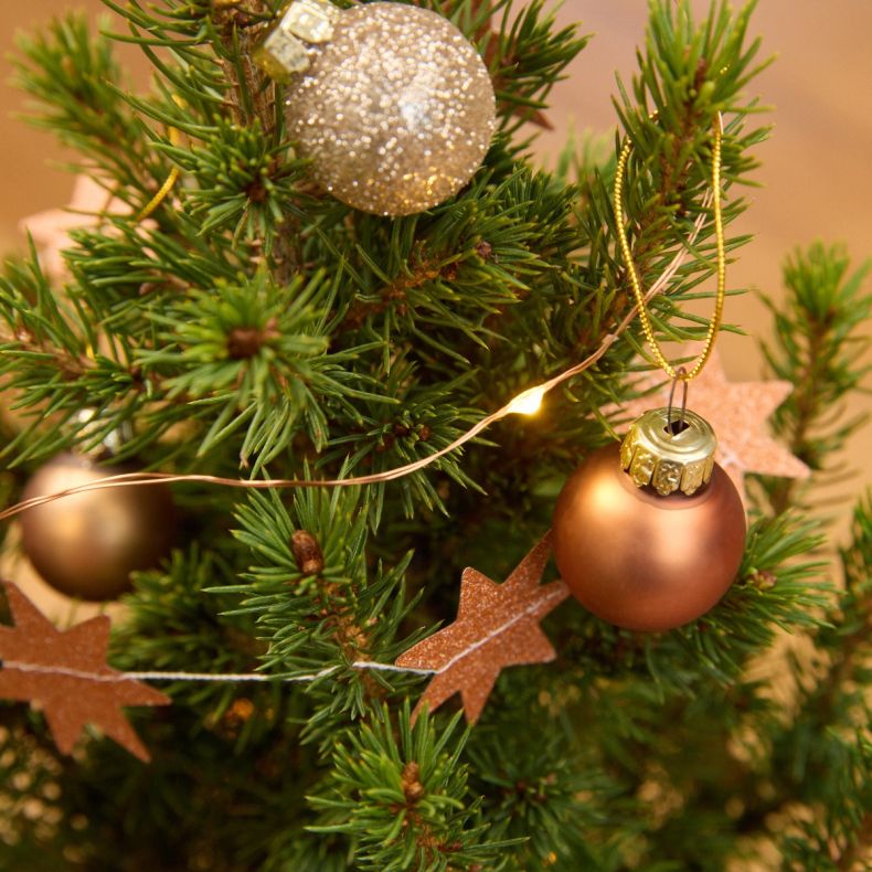 Ernest, le petit sapin rose cuivré