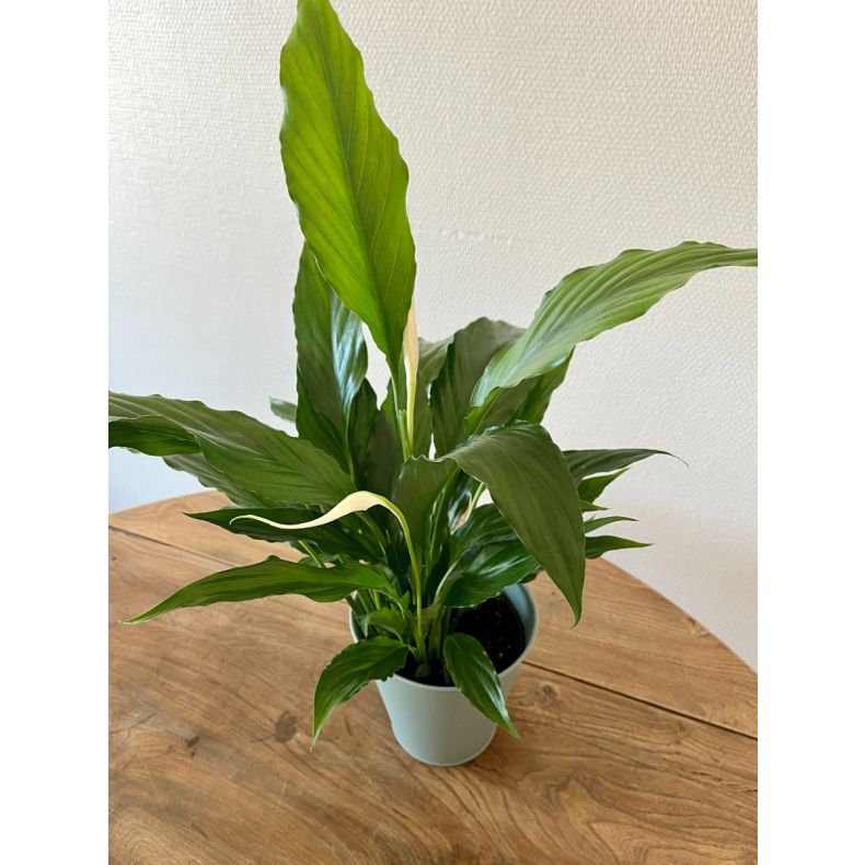 Marcus, le Spathiphyllum