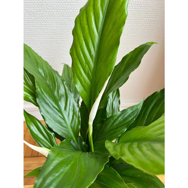 Marcus, le Spathiphyllum