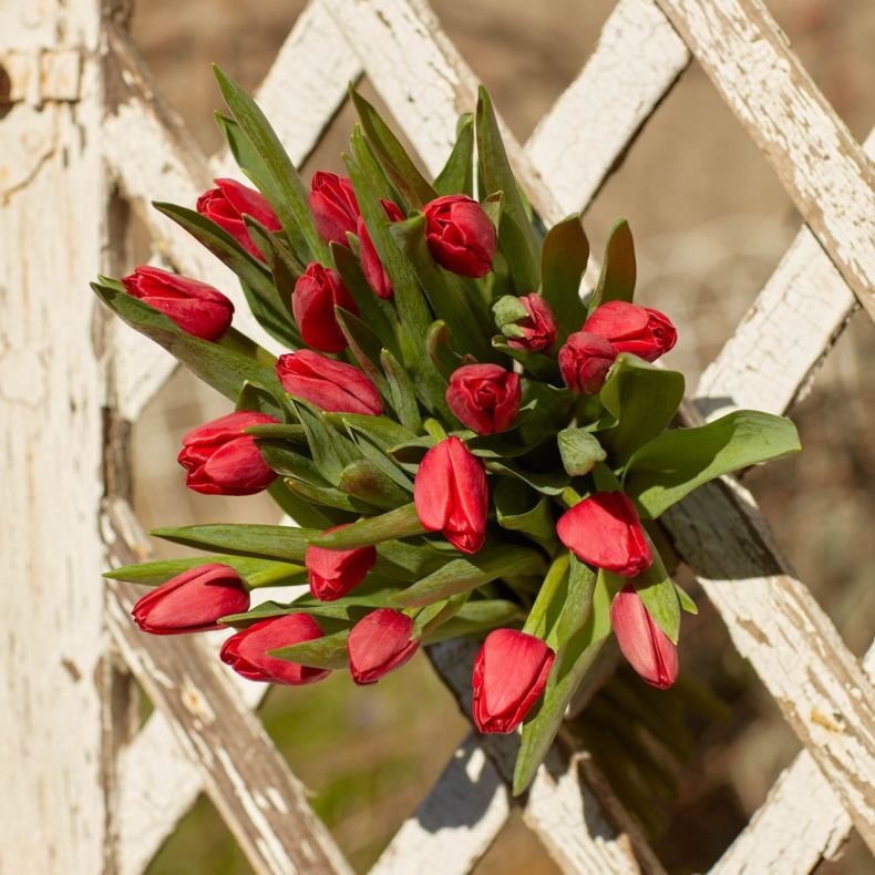 Botte de tulipes rouges