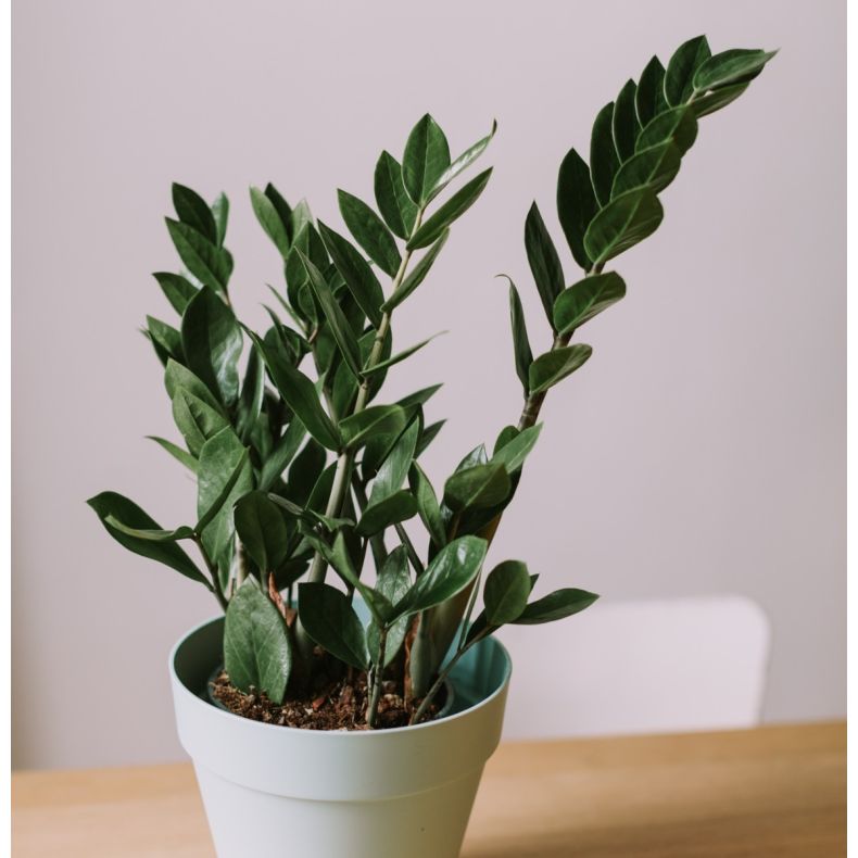 Serge, le Zamioculcas