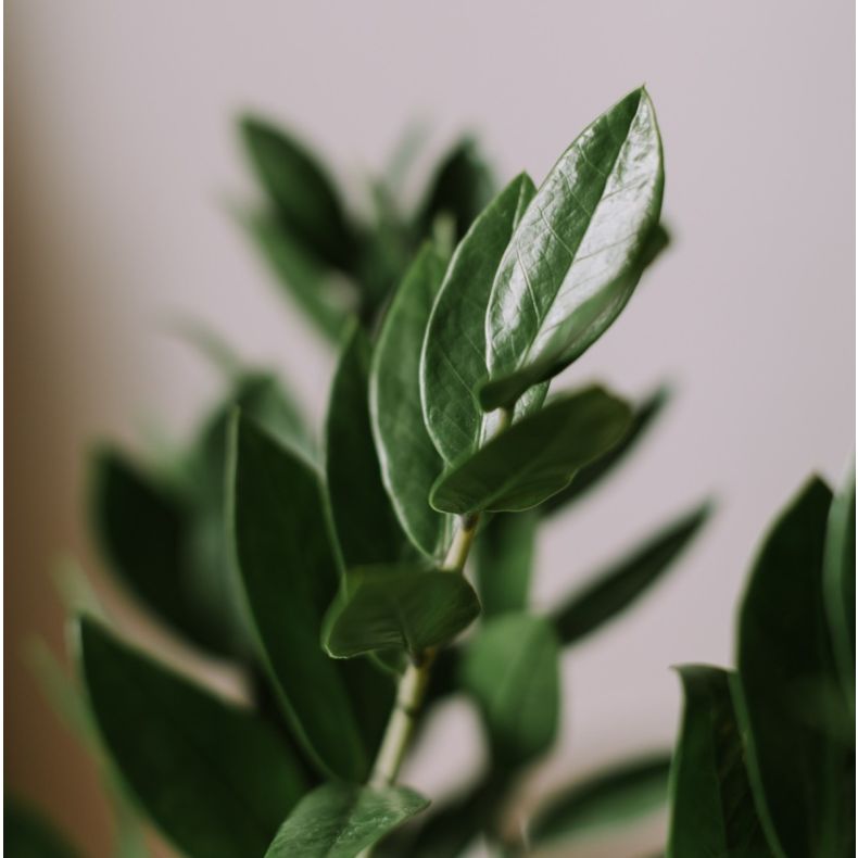 Serge, le Zamioculcas