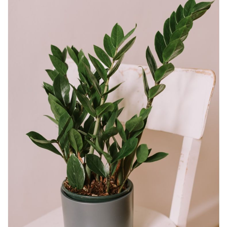 Serge, le Zamioculcas