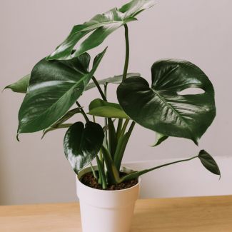 Lucien, le Monstera