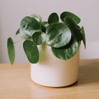Le Pilea