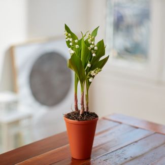 Le pot de 3 griffes de muguet