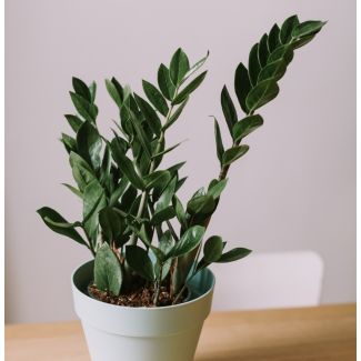 Zamioculcas