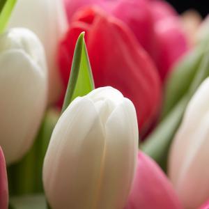 ???? Tendresse en fleurs ????

Exprimez votre amour et votre tendresse avec notre botte de tulipes Douceurs… Une création florale qui fera fondre le cœur de votre grand-mère !

#fleurspourmamie #fêtedesgrandsmères #fleursfraçaises #tulipes #fleursdesaison #madeinfrance #mamie #grandsmères #lesfleursdenicolas #fleurs #fleursite #bouquetdefleurs #productionlocale #madeinfrance #fleurs #flowers