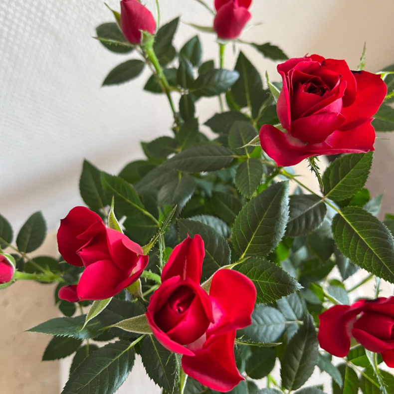 Aurore, le Petit Rosier Rouge