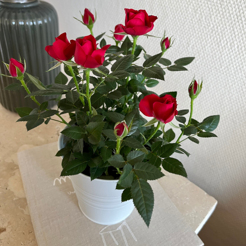 Aurore, le Petit Rosier Rouge