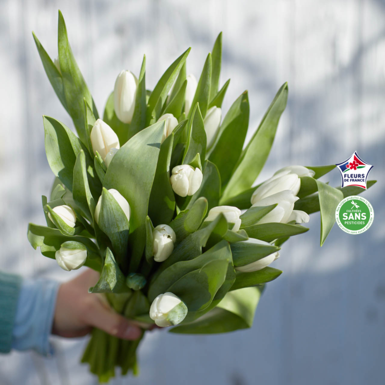 Botte de tulipes blanches