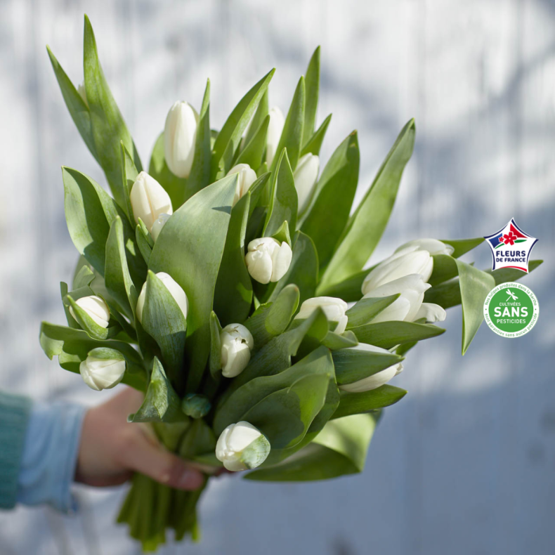 Tulipes made in France - Livraison partout en France en 24h - Les Fleurs de  Nicolas